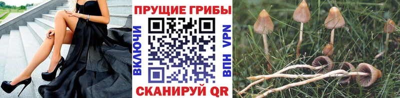 Купить где  Новоуральск  Псилоцибиновые грибы MAGIC MUSHROOMS 